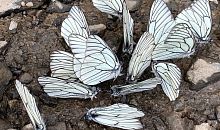 На Южном Урале назвали причину пугающего нашествия белых бабочек 
