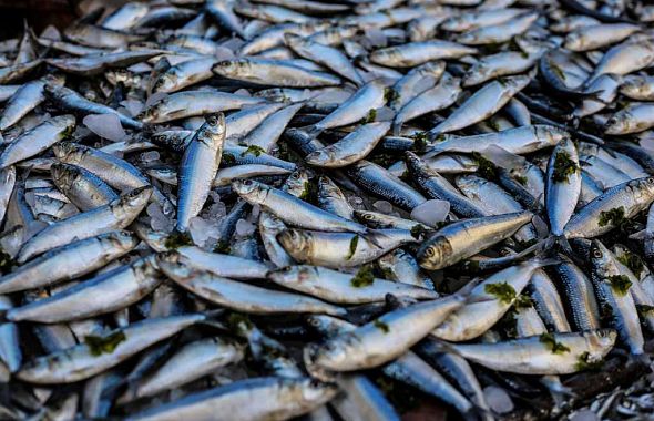 В минэкологии объяснили причины мора рыбы на южноуральском озере Большой Ачакуль
