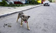 В июне в Челябинской области выявили 4 бешеных животных
