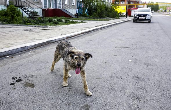 В июне в Челябинской области выявили 4 бешеных животных