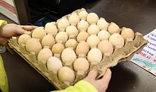 Обозначены сроки, когда на Южном Урале подешевеют куриные яйца