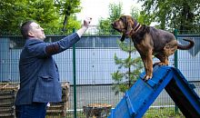 Кинолог Константин Сташкевич рассказал, как сделать собаку счастливой