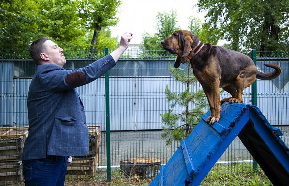 Кинолог Константин Сташкевич рассказал, как сделать собаку счастливой