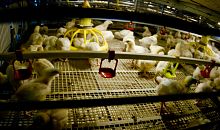 В Челябинской области увеличат производство куриных яиц