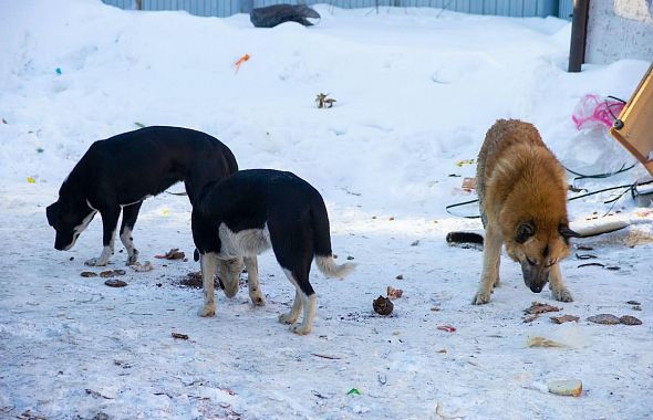 На Южном Урале в первом квартале зафиксировали 19 случаев бешенства животных