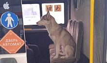 В Копейске потерявшаяся собака ездила на маршрутке в поисках хозяина