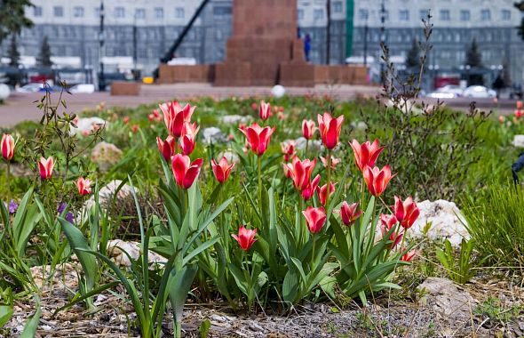 Воришек, выкапывающих цветы в Челябинске, засняли уличные камеры