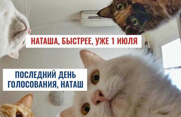 В Челябинске на избирательные участки зовут «наташины коты»