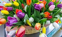 На Урале в конце мая пройдет фестиваль тюльпанов