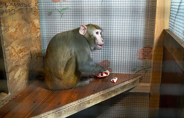 Челябинский «Доктор Айболит» приютил обезьянку из цирка