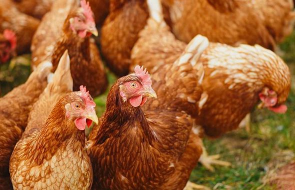 Челябинским птицефабрикам предложили легализовать куриный помет