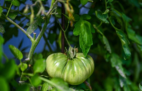 Агроном Елена Синицина объяснила, зачем овощам подгузники